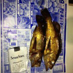 プラグでメバル釣り、田結漁港で2匹GET