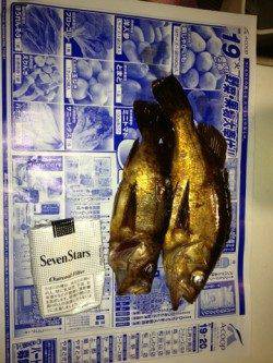 プラグでメバル釣り、田結漁港で2匹GET