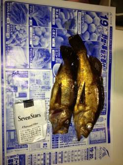 プラグでメバル釣り、田結漁港で2匹GET