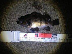 舞洲のポイントでメバリング、表層～中層で乗りました。