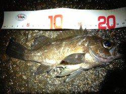 兵庫突堤でメバリング、本命メバルＧＥＴ！