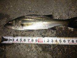 大阪南港、エビ撒き釣りでセイゴと45ｃｍのチヌＧＥＴ！