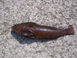 【お昼の大蔵海岸】胴突でアイナメが釣れました♪