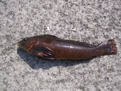 【お昼の大蔵海岸】胴突でアイナメが釣れまし…