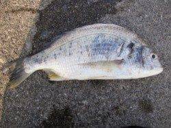 【お昼の大蔵海岸】胴突でアイナメが釣れました♪