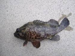 明石西部エリア東二見、穴釣りでソイの釣果