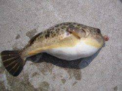 明石西部エリア東二見、穴釣りでソイの釣果