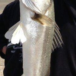 高浜、60UPが3本！！シーバス好調♪