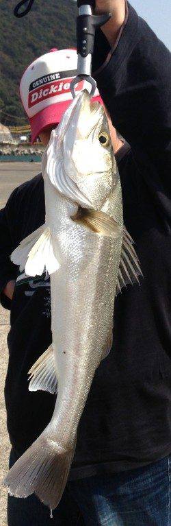 高浜、60UPが3本！！シーバス好調♪