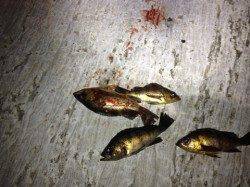 下浜港でのメバリング、4匹ＧＥＴで納竿