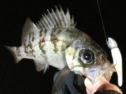 垂水漁港 メバリングでメバル〜18cm4匹…