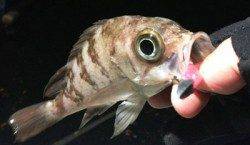 垂水漁港 メバリングでメバル〜18cm4匹