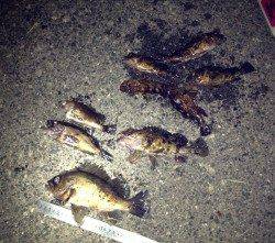 淡路島室津メバリング釣行　3時間で15匹！