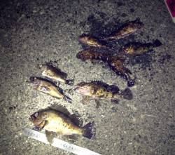 淡路島室津メバリング釣行　3時間で15匹！…