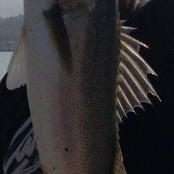 高浜、60UPが3本！！シーバス好調♪