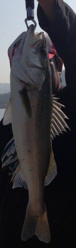 高浜、60UPが3本！！シーバス好調♪