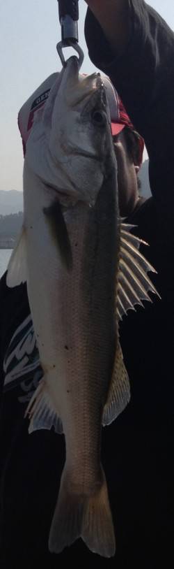 高浜、60UPが3本！！シーバス好調♪