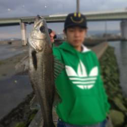 汐見埠頭 ボトムでシーバスヒット