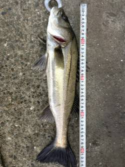 大阪南港でエビ撒き釣り、ハネ、チヌと連チャ…