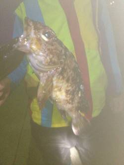 室津でのメバリング釣果