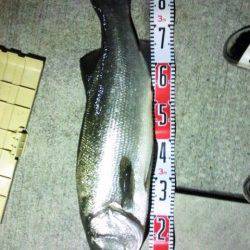 1投目で大物ヒラスズキが！！すさみでのませ釣り