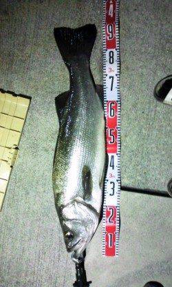 1投目で大物ヒラスズキが！！すさみでのませ釣り