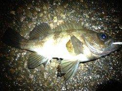 兵庫突堤でメバリング、本命メバルＧＥＴ！