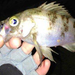 江井ヶ島でのメバリング釣果