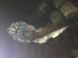 竹野港 メバリングでメバル＆ガシラ 竜宮の…