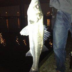 下げ潮狙い！汐見でシーバスゲーム