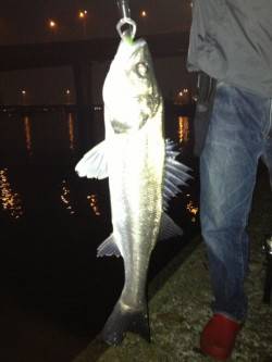 下げ潮狙い！汐見でシーバスゲーム