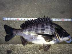 大阪南港、エビ撒き釣りでセイゴと45ｃｍの…