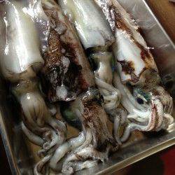 紀伊大島、エギング！〜周りでもヤエンで釣れていました〜