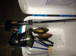 竹野港でメバリング釣果