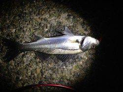 下げ潮狙い！汐見でシーバスゲーム