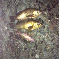 竹野港 メバリングでメバル＆ガシラ 竜宮の遣いの姿も