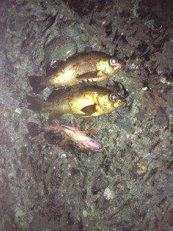 竹野港 メバリングでメバル＆ガシラ 竜宮の遣いの姿も