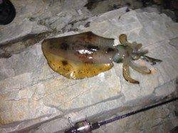 紀伊大島 朝マズメにアオリイカ3バイ＆コウイカ2ハイ