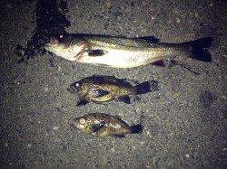 洲本方面のロックポイントへ、最大27cmのメバル♪♪