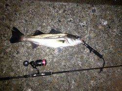 汐見埠頭、風が強く、合わせにくかったが、なんとかシーバス1匹キャッチ