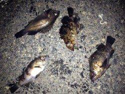 メバリングリベンジ☆室津☆