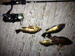 下浜港でのメバリング、4匹ＧＥＴで納竿