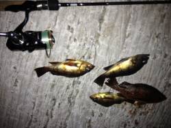 下浜港でのメバリング、4匹ＧＥＴで納竿