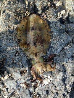 太地港でエギング、良型アオリにコウイカGET！