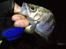 メバリングリベンジ☆室津☆