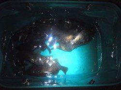 舞洲周辺でメバリング、色々な魚種が釣れました★