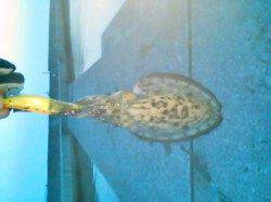 雑賀崎 エギングでコウイカ4人釣行で1人1パイ