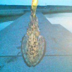 雑賀崎 エギングでコウイカ4人釣行で1人1パイ
