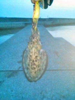 雑賀崎 エギングでコウイカ4人釣行で1人1パイ