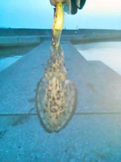 雑賀崎 エギングでコウイカ4人釣行で1人1…